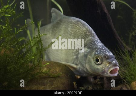 Brachsenmakrele (Abramis brama) männlich, laichende Tuberkulose am Kopf, Nottinghamshire, Juni, in Gefangenschaft Stockfoto