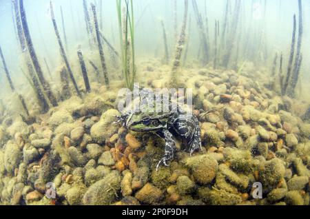 Marsh Frog (Pelophylax ridibundus), Erwachsener, Standort in der Pebbless, Kent, England, Großbritannien Stockfoto