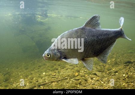 Brachsenmakrele (Abramis brama) Erwachsener, männlich, schwimmend im Cover, Nottinghamshire Stockfoto