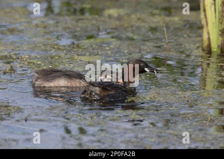 Ausgewachsener kleiner Griebe (Tachybaptus ruficollis) mit Fischen für seine niederträchtigen Jungen. Juli, Deepdale Marsh, Norfolk Stockfoto