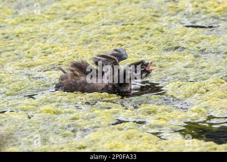 Heruntergekommener junger Grebe (Tachybaptus ruficollis), der sich die Flügel ausstreckt. Juli, Deepdale Marsh, Norfolk Stockfoto