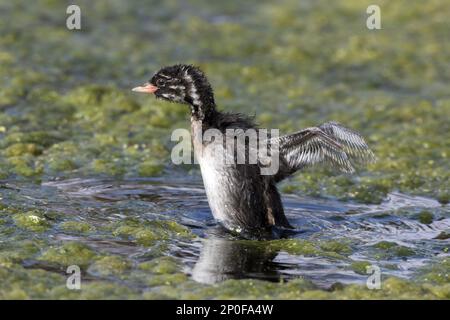 Heruntergekommener junger Grebe (Tachybaptus ruficollis), der sich die Flügel ausstreckt. Juli, Deepdale Marsh, Norfolk Stockfoto