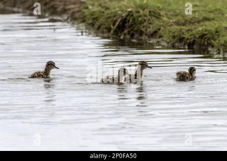 Vier Rotschenkel-Küken (Tringa totanus), die in Deepdale Marsh Norfolk schwimmen Stockfoto