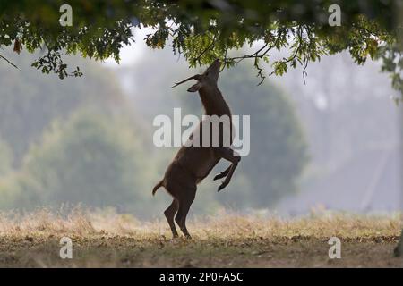Rotwild (Cervus elaphus) Jährlicher Hirsch, steht auf Hinterbeinen, um sich von Blättern zu ernähren, Buschpark, Richmond upon Thames, London, England, Vereinigtes Königreich Stockfoto