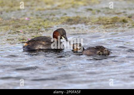 Ausgewachsener kleiner Griebe (Tachybaptus ruficollis) mit Fischen für seine niederträchtigen Jungen. Juli, Deepdale Marsh, Norfolk Stockfoto