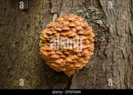 Fruchtkörper von Flammulina (Flammulina velutipes), auf dem Stamm der englischen Eiche (Quercus robur) in Laubwäldern, Cannock Chase Stockfoto