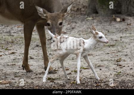 Leuzistisches Weißwedelhirschkraut mit normal gefärbtem Weibchen (Odocoileus virginianus) Stockfoto