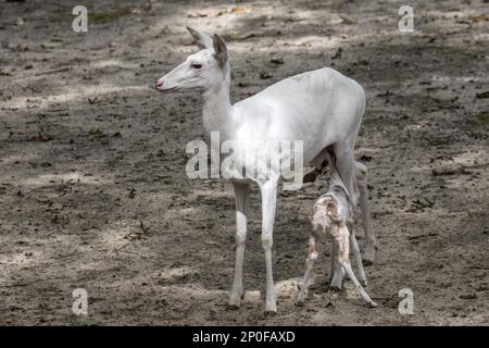 Leuzistisches Weißwedelhirsch, weiblich mit Feen (Odocoileus virginianus) Stockfoto