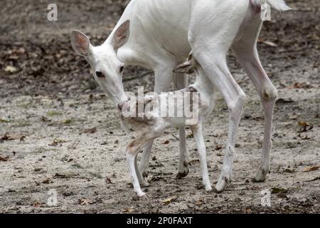 Leuzistisches Weißwedelhirsch, weiblich mit Feen (Odocoileus virginianus) Stockfoto