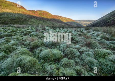 Torfmoos, das im Lebensraum des Tals wächst, Trough of Bowland, Forest of Bowland, Lancashire, England, Vereinigtes Königreich Stockfoto