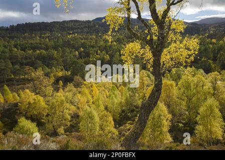 Warziges Birkenholz (Betula pendula) und schottische Kiefer (Pinus sylvestris) Wälder rund um den Fluss Affric, Glen Affric, Highlands, Schottland. Oktober 2015 Stockfoto