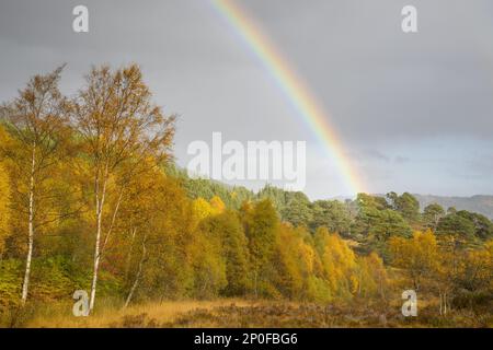 Warziges Birkenholz (Betula pendula) und schottische Kiefer (Pinus sylvestris) Wälder rund um den Fluss Affric mit Regenbogen, Glen Affric, Highlands, Schottland. Stockfoto