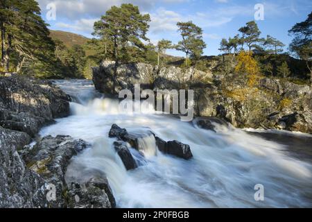 Birkenwälder (Betula pendula) und Schottische Kiefer (Pinus sylvestris) um den Strathfarrar, Highlands, Schottland, Vereinigtes Königreich Stockfoto