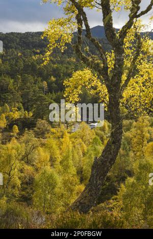 Warziges Birkenholz (Betula pendula) und schottische Kiefer (Pinus sylvestris) Wälder rund um den Fluss Affric, Glen Affric, Highlands, Schottland. Oktober 2015 Stockfoto