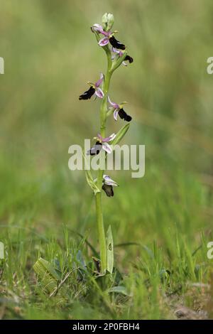 Balearische Orchidee (Ophrys balearica), die auf den Balearen endemisch ist, einstielig mit offenen Blumen Stockfoto