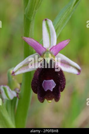 Balearische Orchidee (Ophrys balearica), die auf den Balearen endemisch ist, aus der Nähe der offenen Blume Stockfoto