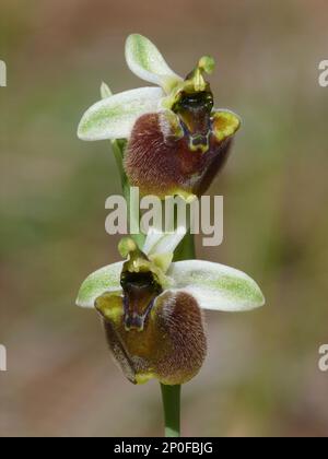 Levant Orchid (Ophrys levantina) Nahaufnahme einer blühenden Panicle mit zwei offenen Blumen, Zypern, März 2015 Stockfoto