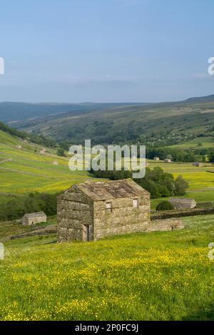 Blick auf Swaledale von oben auf Thwaite, mit Steinfarnen auf Feldern mit Butterblumen. North Yorkshire, Großbritannien Stockfoto