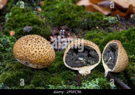 Zwei fruchtbare Körper von gemeinem Erdball (Scleroderma citrinum) Pilz, einer aufgeschnitten, um die Sporen im Inneren zu enthüllen, der auf Moos bedecktem totem Holz wächst Stockfoto