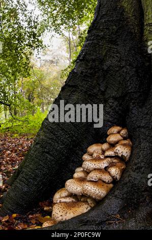 Eine große Gruppe von Shaggy Scalycap (Pholiota squarrosa), die am Fuße eines reifen Buchenbaums im Clumber Park, Nottinghamshire, wächst Stockfoto