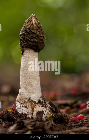 Stinkhornpilz (Phallus impudicus), der aus dem Laubstreu unter einem Eibenbaum wächst und von roten Eibenbeeren umgeben ist, im Clumber Park, Nottinghamshire Stockfoto