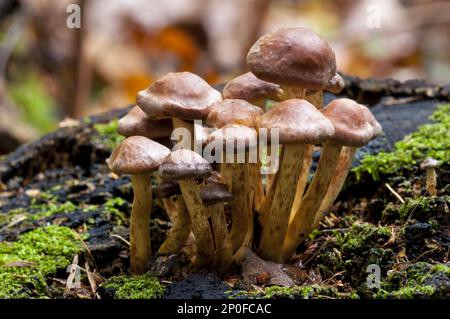 Fruchtbare Körper von Backsteintuft-Pilzen (Hypholoma lateritium), die auf den Überresten eines gefällten Baumes im Clumber Park, Nottinghamshire, wachsen Stockfoto