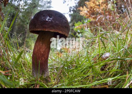 Eine Scarletina bolete (Boletus luridiformis) (vormals B. erythropus), die in einem offenen Grasritt durch gemischte Wälder im Clumber Park wächst Stockfoto