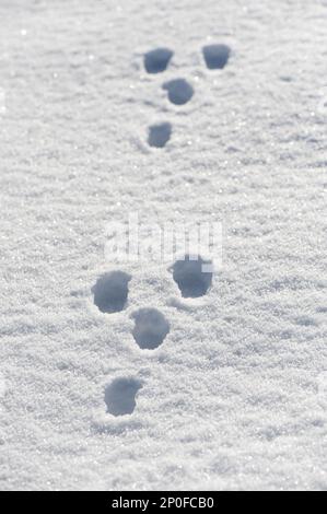 Hasenspuren im Schnee. Yorkshire, Großbritannien Stockfoto