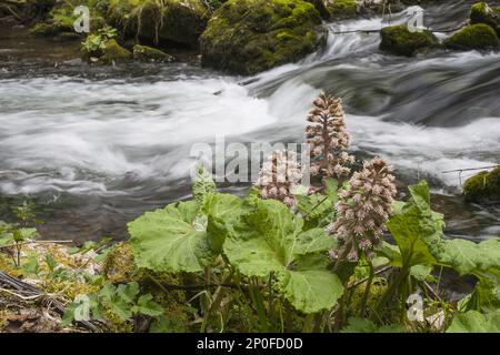 Butterbur (petasites hybridus), Brook butterbur, Red butterbur (Asteraceae), Butterburblüten, die am Hangbach wachsen, Derbyshire, England April Stockfoto