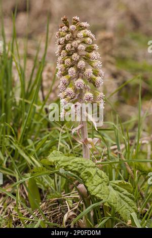 Butterbur (petasites hybridus), Brook butterbur, Red butterbur (Asteraceae), Butterburblüten, die am Hangbach wachsen, Derbyshire, England April Stockfoto