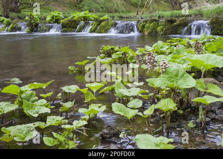 Butterbur (petasites hybridus), Brook butterbur, Red butterbur (Asteraceae), Butterburblüten, die am Hangbach wachsen, Derbyshire, England April Stockfoto