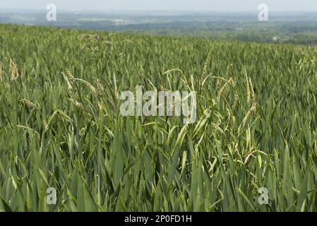 Schwarzgras, Alopecurus myosuroides, blühende Graskräuter in einer Winterweizenernte Stockfoto