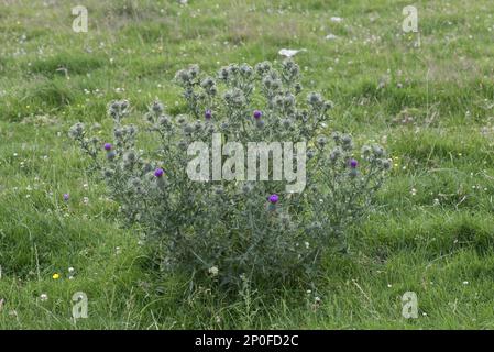 Blühende Speerdistel (Cirsium vulgare), ein Gras aus Weide und Grünland, Berkshire Stockfoto