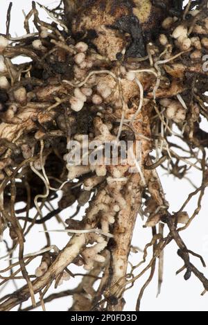 Wurzelknötchen zur Stickstofffixierung durch Rhizobium-Bakterien, Knotenbakterien an der Wurzel einer Ackerbohne, Knotenbakterien Stockfoto