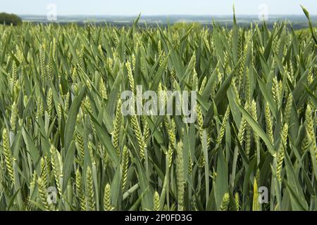 Winterweizen (Triticum aestivum), Ernteohr im Stiefel und kommt ins Ohr, Berkshire Stockfoto