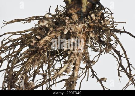 Wurzelknötchen zur Stickstofffixierung durch Rhizobium-Bakterien, Knotenbakterien an der Wurzel einer Ackerbohne, Knotenbakterien Stockfoto