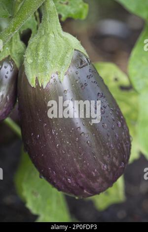 Aubergine Früchte mit violetter Marmorfarbe, mit der Aufschrift „Black Beauty“ Stockfoto