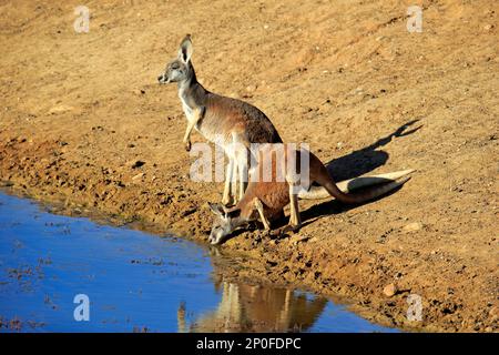 Rotes Känguru (Macropus rufus), zwei Trinkpaare am Wasser, Sturt Nationalpark, New South Wales, Australien Stockfoto