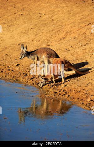 Rotes Känguru (Macropus rufus), zwei Trinkpaare am Wasser, Sturt Nationalpark, New South Wales, Australien Stockfoto