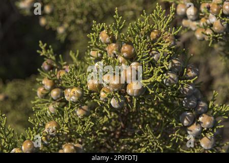 Phönizische Wacholderbeere (Juniperus), RotfruchtJuniper, Familie der Zypressen, phönizische Wacholderbeere oder Arar phoenicia, mit Beeren an der Küste des roten Granits Stockfoto