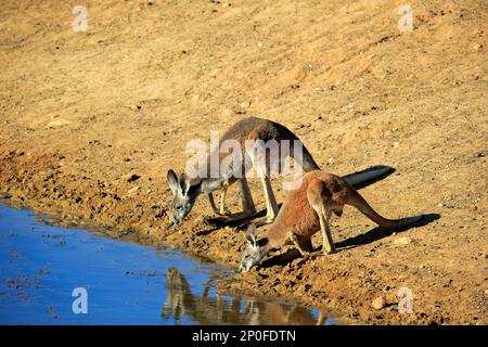 Rotes Känguru (Macropus rufus), zwei Trinkpaare am Wasser, Sturt Nationalpark, New South Wales, Australien Stockfoto