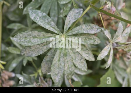 Pulveriger Schimmel auf Lupinen (Lupinus), Blätter Stockfoto