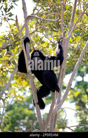 Siamang (Symphalangus syndactylus), erwachsener Anrufer auf dem Baum, Südostasien Stockfoto