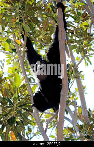 Siamang (Symphalangus syndactylus), erwachsener Anrufer auf dem Baum, Südostasien Stockfoto