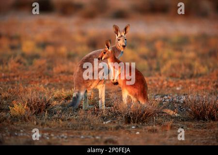 Rotes Känguru (Macropus rufus), weiblich mit Minderjähriger, Sturt Nationalpark, New South Wales, Australien Stockfoto