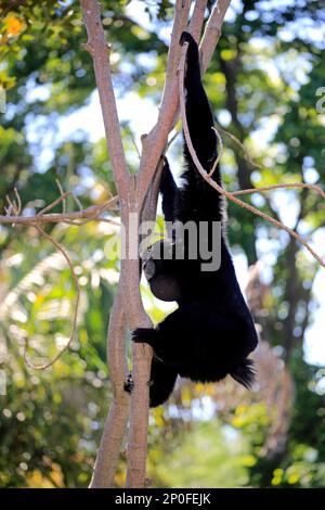 Siamang (Symphalangus syndactylus), erwachsener Anrufer auf dem Baum, Südostasien Stockfoto