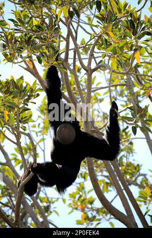 Siamang (Symphalangus syndactylus), erwachsener Anrufer auf dem Baum, Südostasien Stockfoto