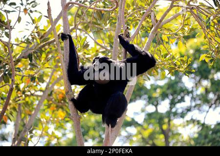 Siamang (Symphalangus syndactylus), erwachsener Anrufer auf dem Baum, Südostasien Stockfoto