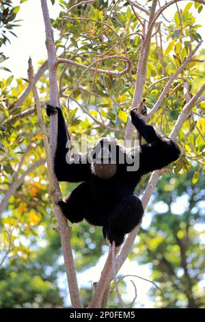 Siamang (Symphalangus syndactylus), erwachsener Anrufer auf dem Baum, Südostasien Stockfoto