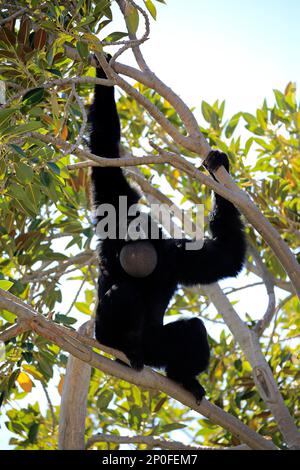 Siamang (Symphalangus syndactylus), erwachsener Anrufer auf dem Baum, Südostasien Stockfoto